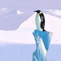 Penguin Perch